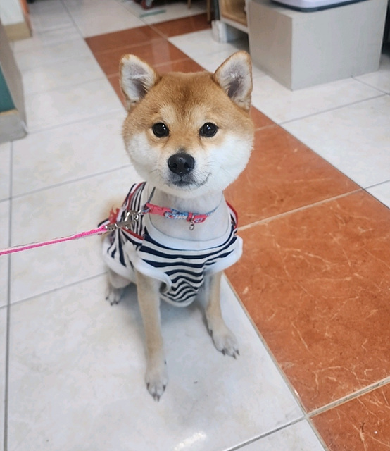 삼산종합동물병원_428354202300552